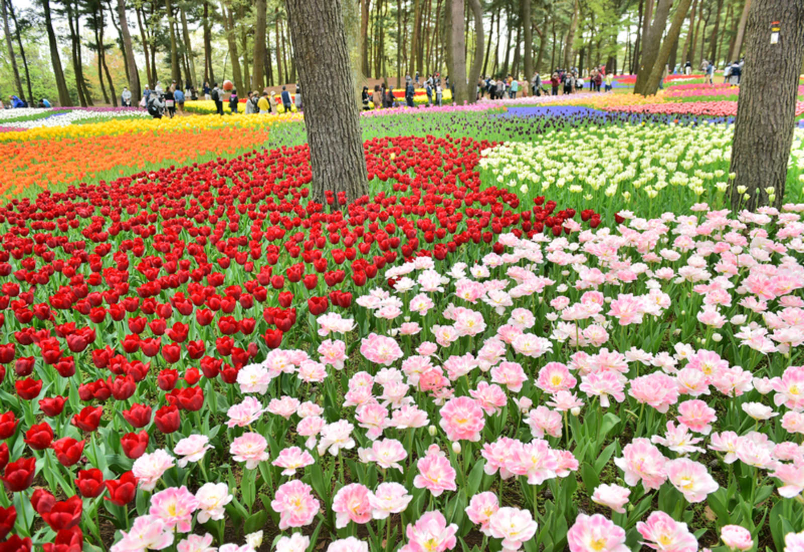 Hitachi Seaside Park, Japan
