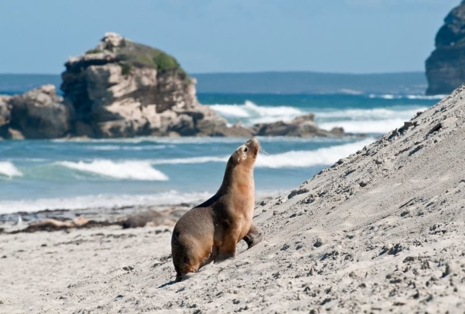 Kangaroo Island Australia
