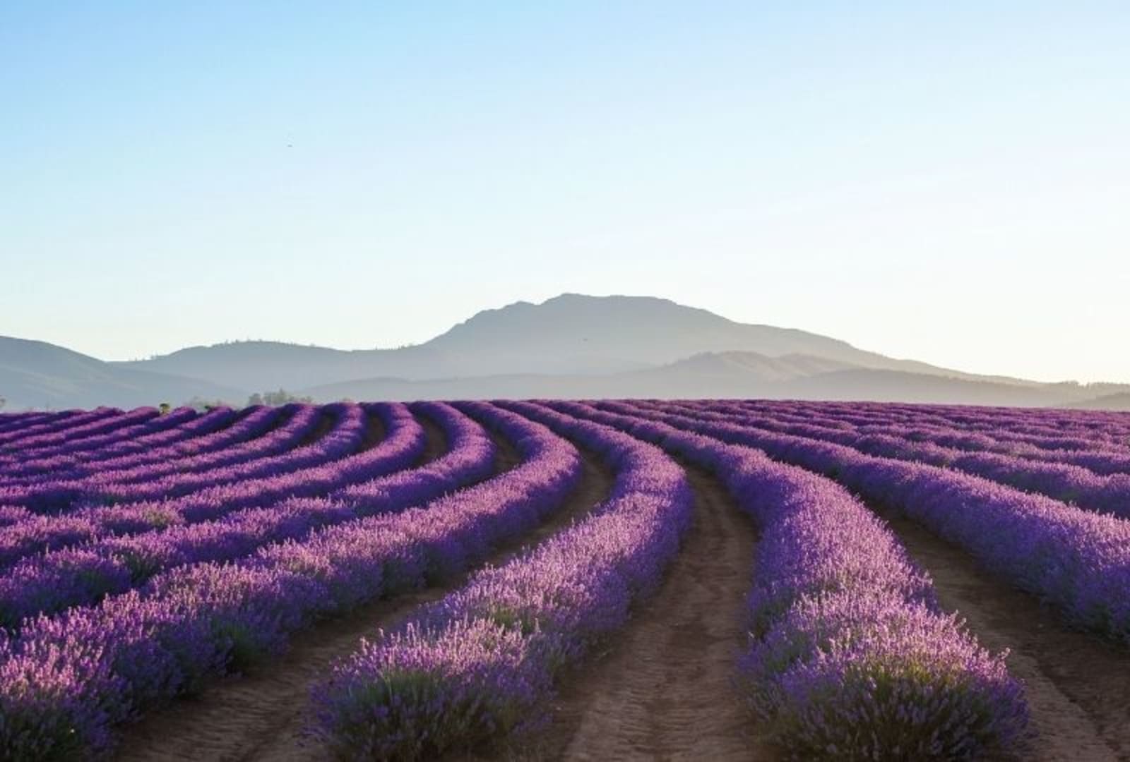 Lavender fields in Launceston TAS