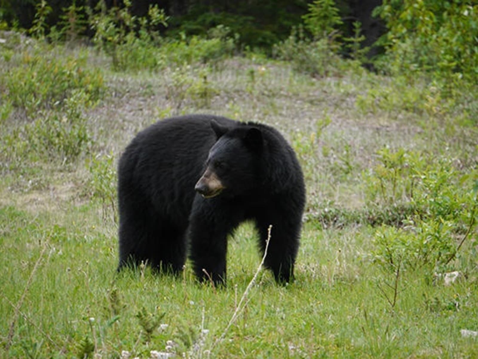 14-Bear-near-Maligne.jpeg