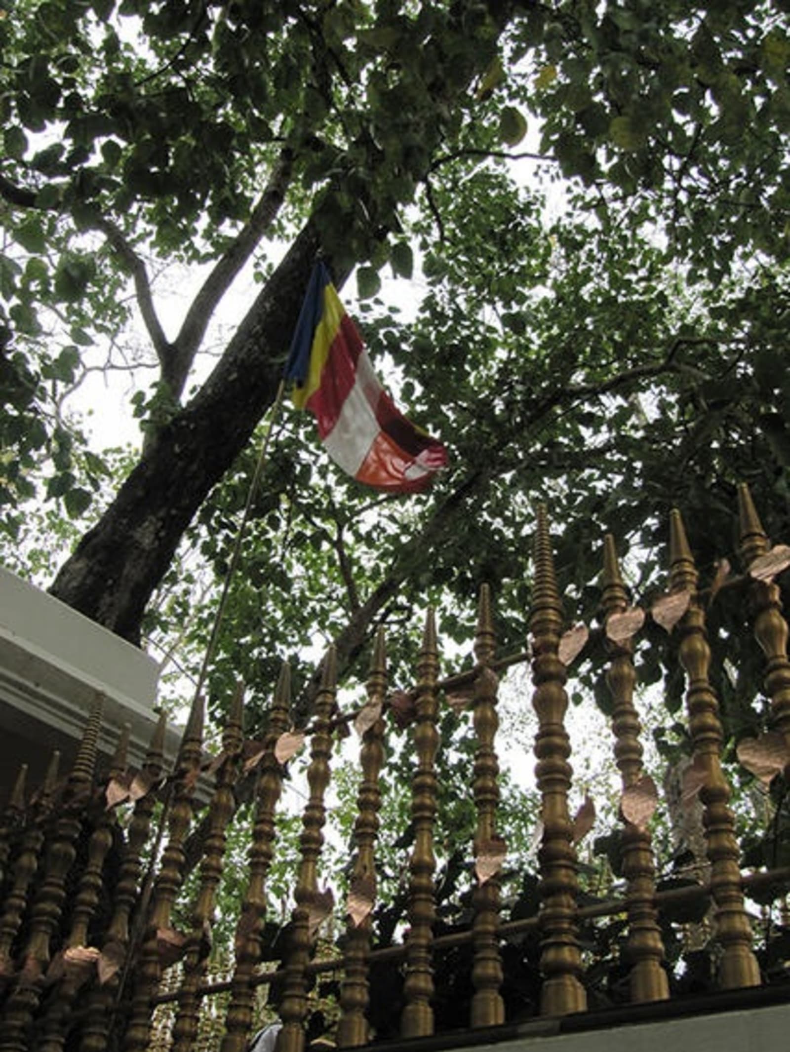 2-RS-Sri-Ma-Bodhi-tree.jpeg