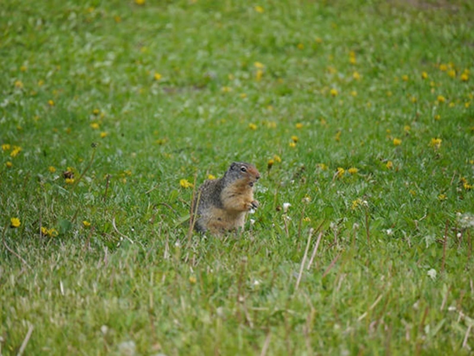 22-Marmot-at-Lake-Louise.jpeg