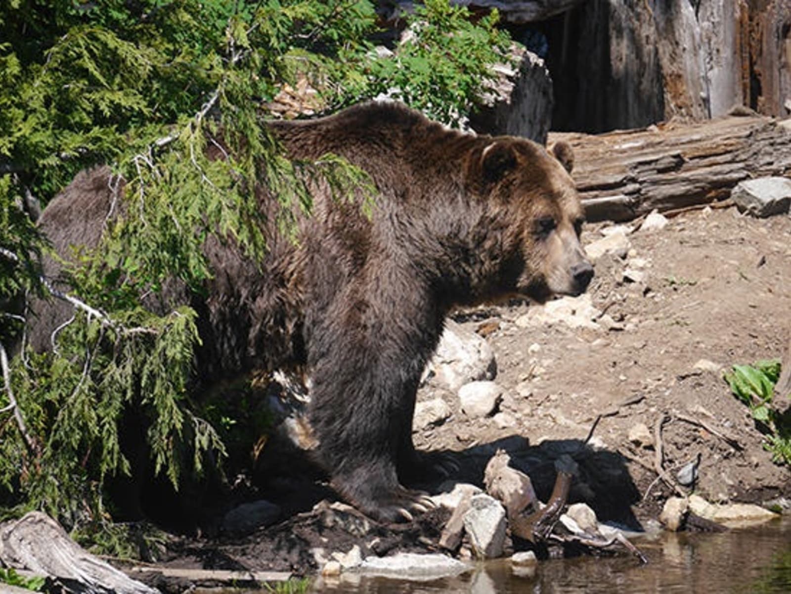 5-Grouse-Mtn-bears.jpg