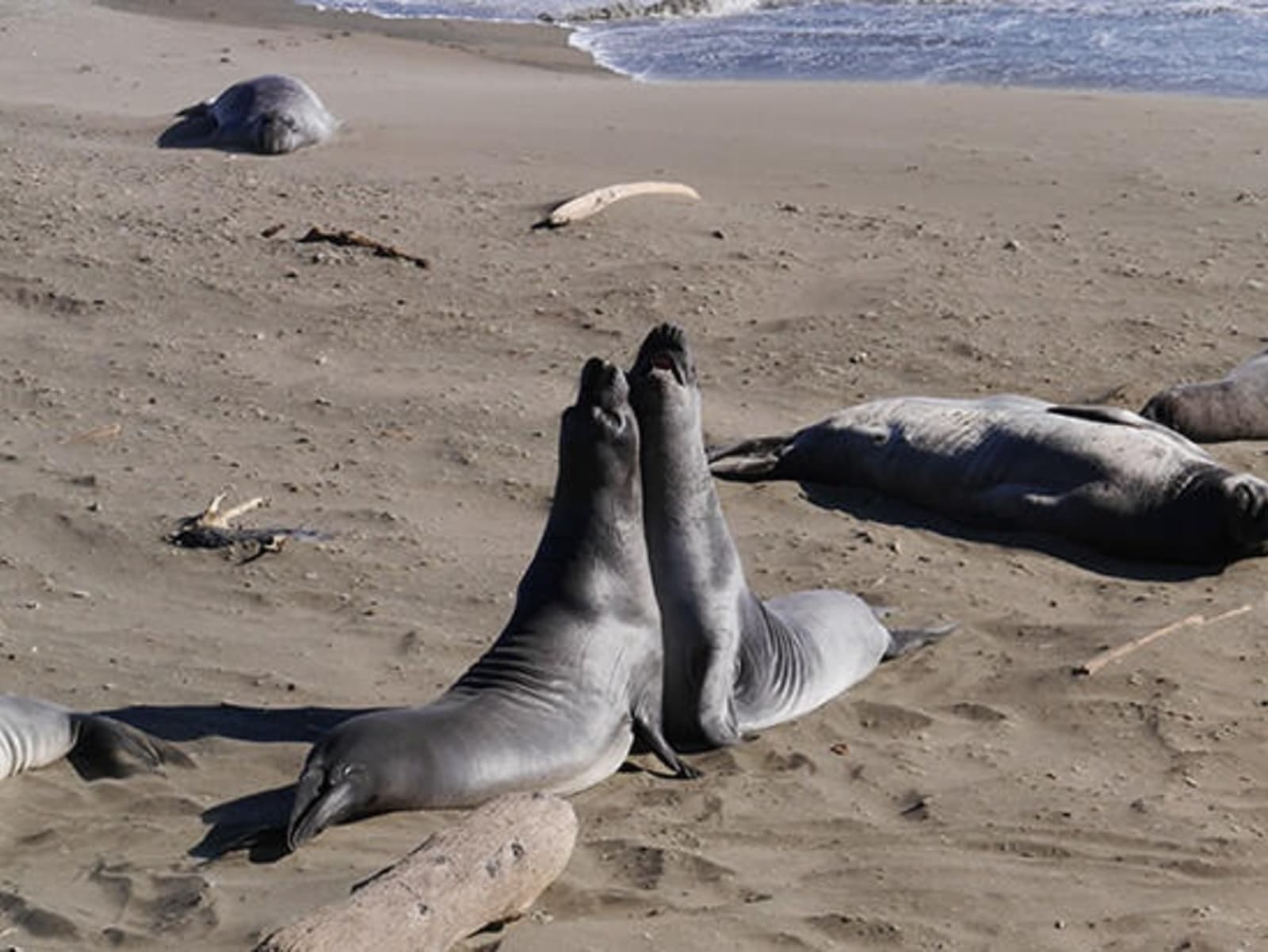 7-RS-the-elephant-seals-of-San-Simeon.jpg