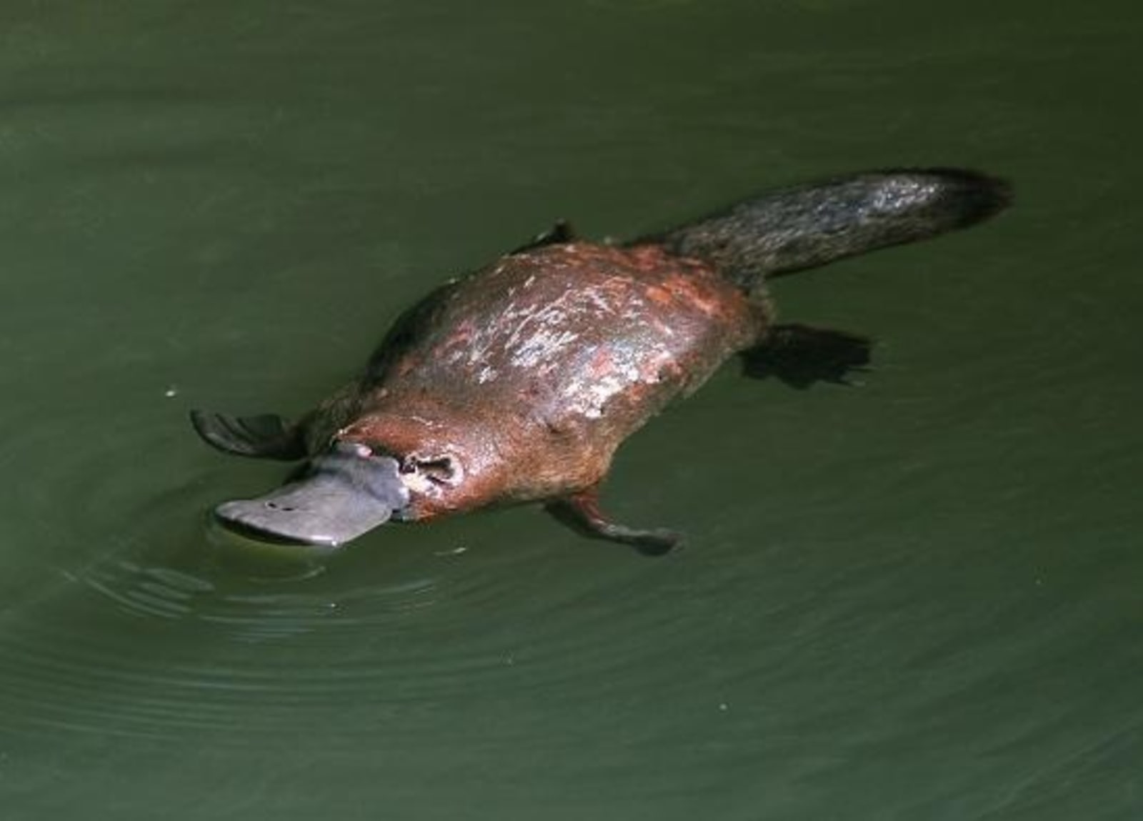 Australia-Platypus.jpg