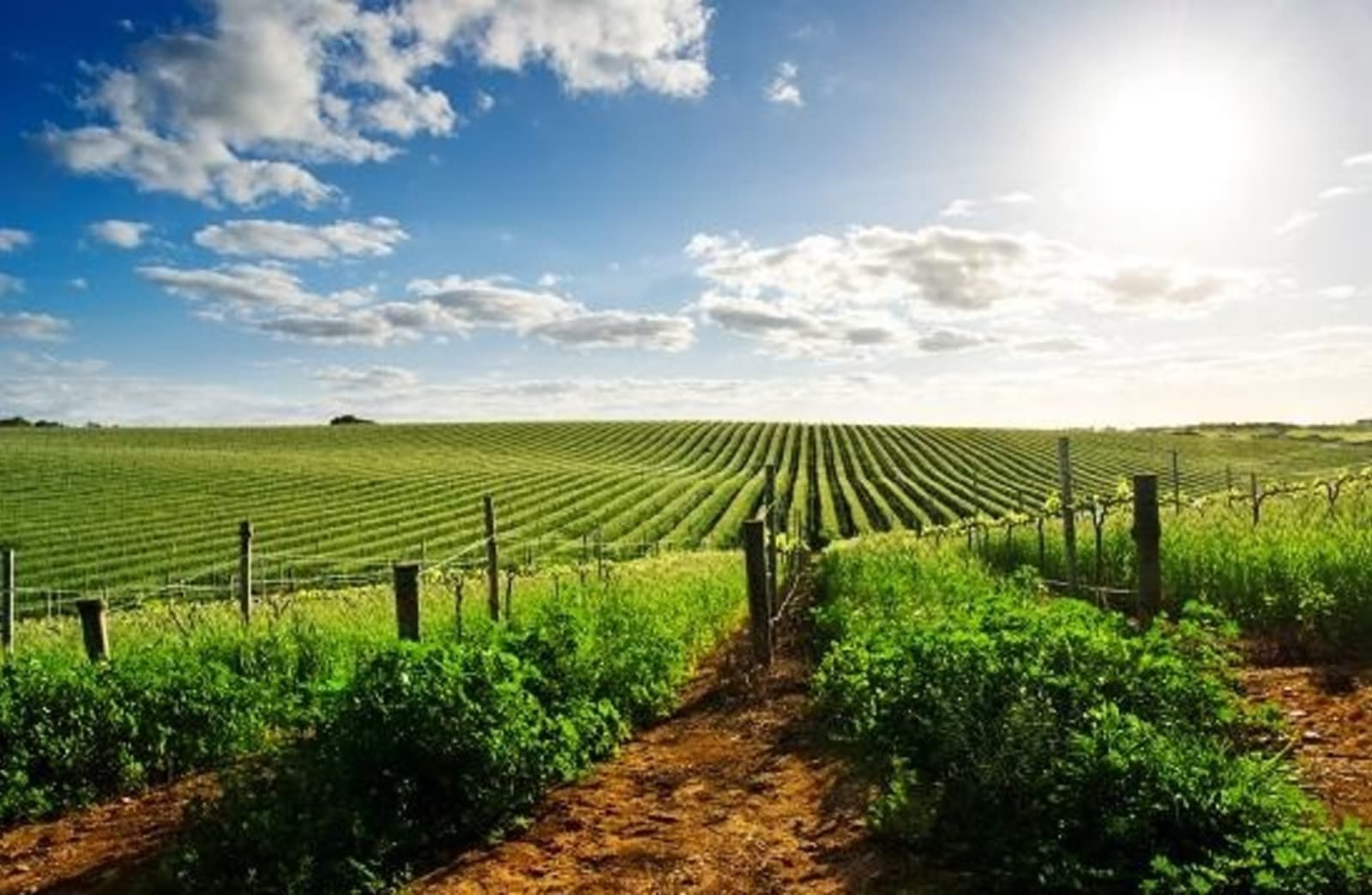 Barossa-Valley-vineyard-in-the-spring.jpg