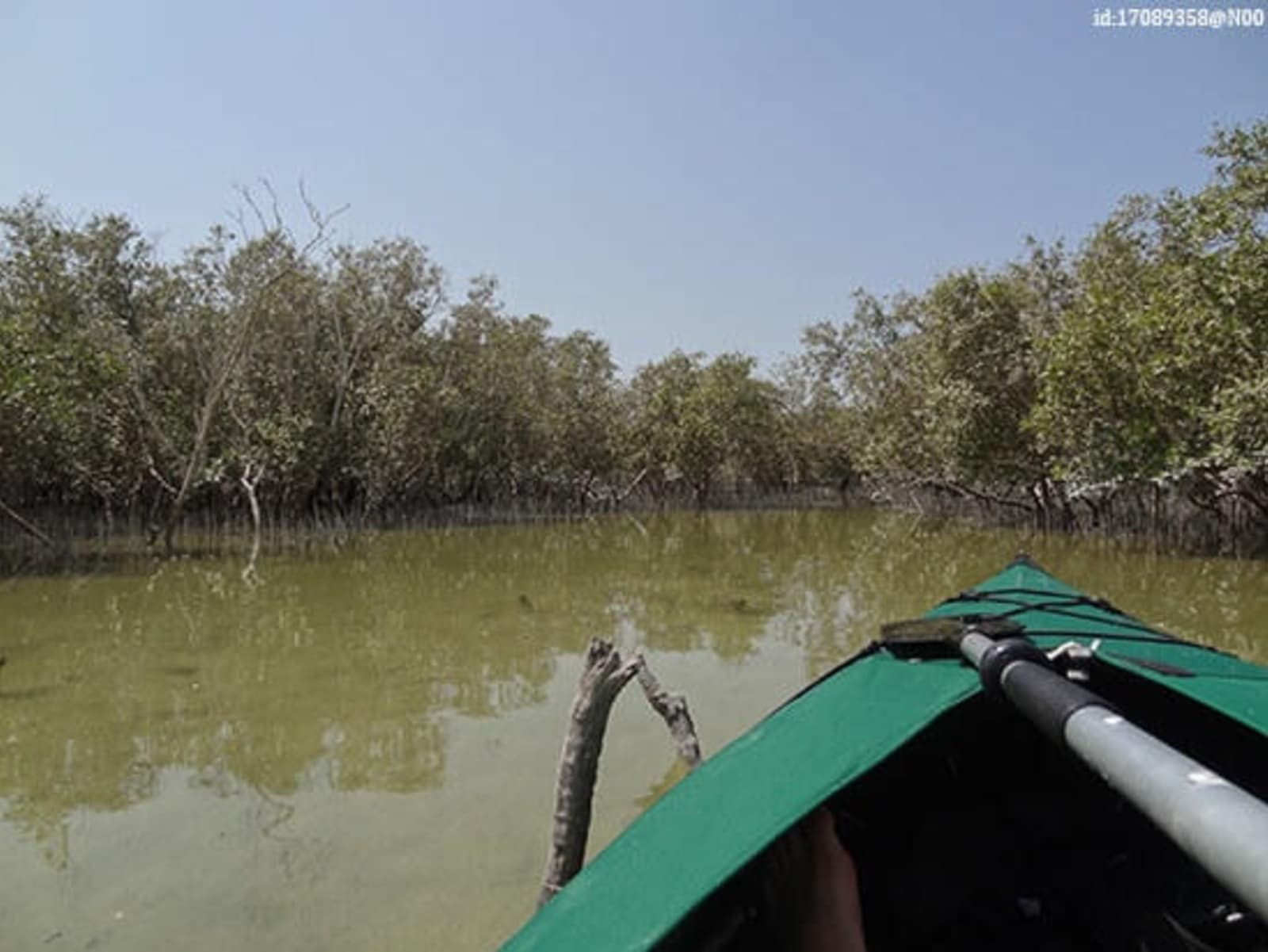 RS-3-Mangroves-flickr-id-17089358@N00.jpg