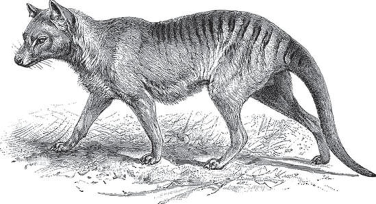 RS-6-Tasmanian-Tiger.jpeg