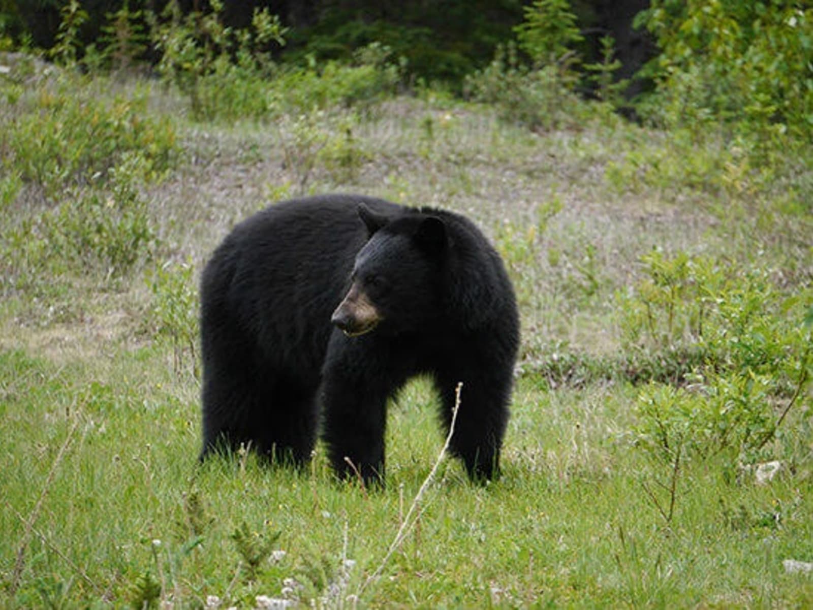 RS-Alexandra-Gregg-bear-near-Maligne.jpg