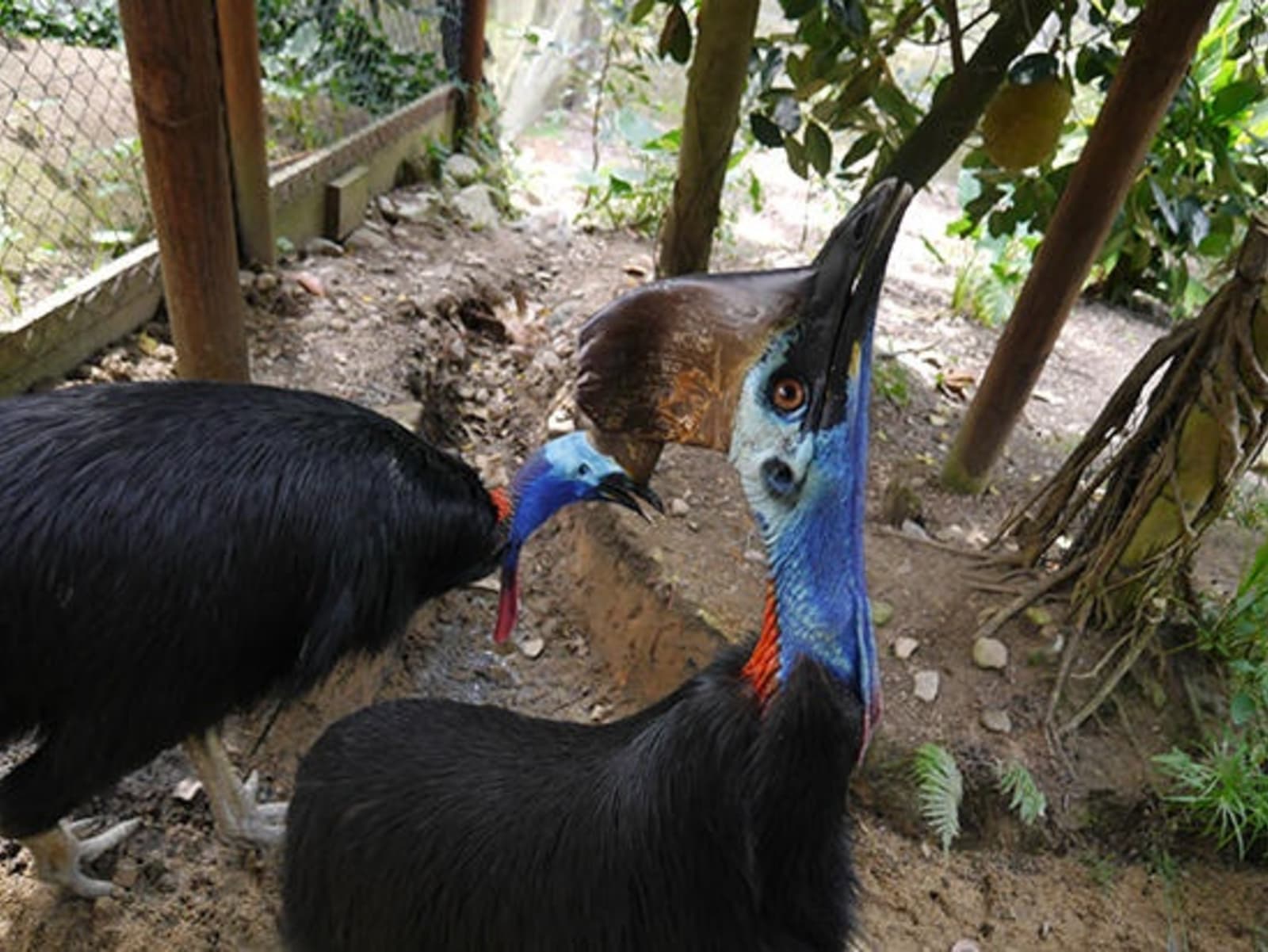 RS-Cassowaries.jpg