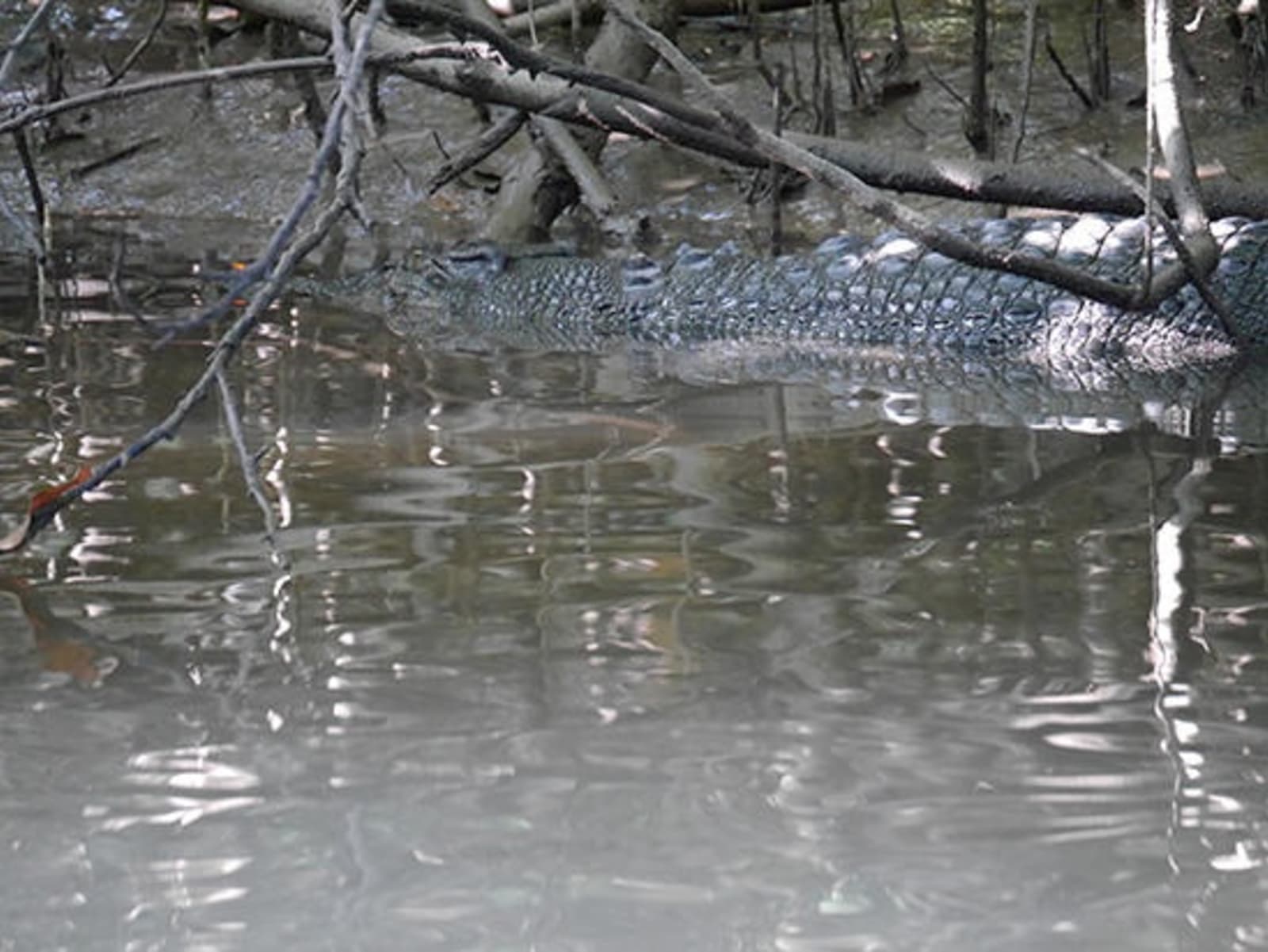 RS-Croc-on-the-Daintree-River.jpg