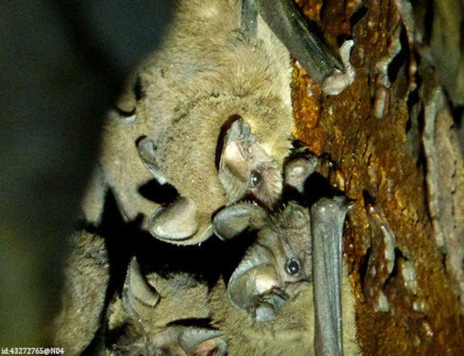 RS-Cuban-funnel-eared-bats-flickr-25335664353_6be2b3d62f_o.jpeg