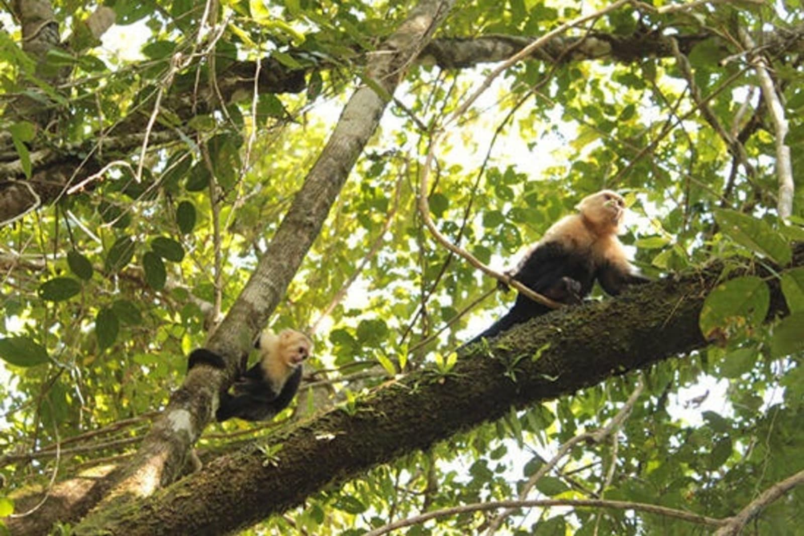 RS-Day-3-Manuel-Antonio-monkeys.jpg