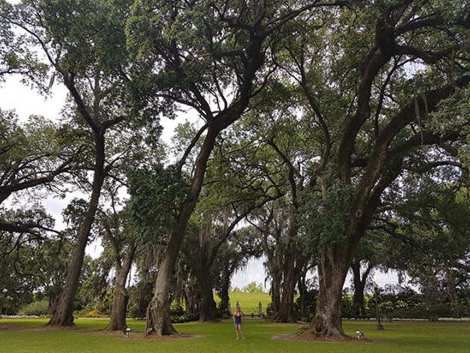RS-Dwarfed-by-live-oak-trees.jpeg