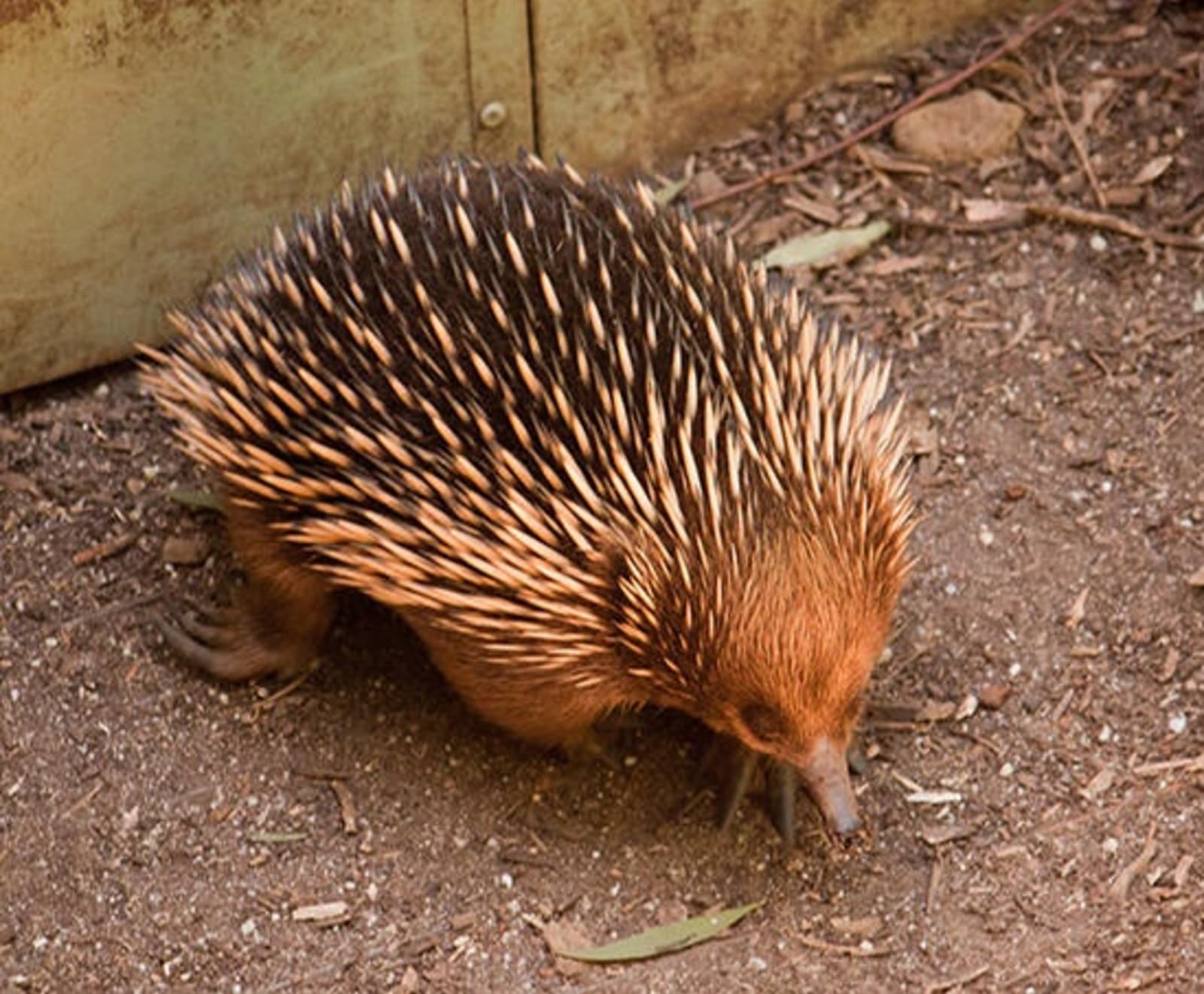 RS-Echidna-Healesville-shutterstock_552476842.jpg