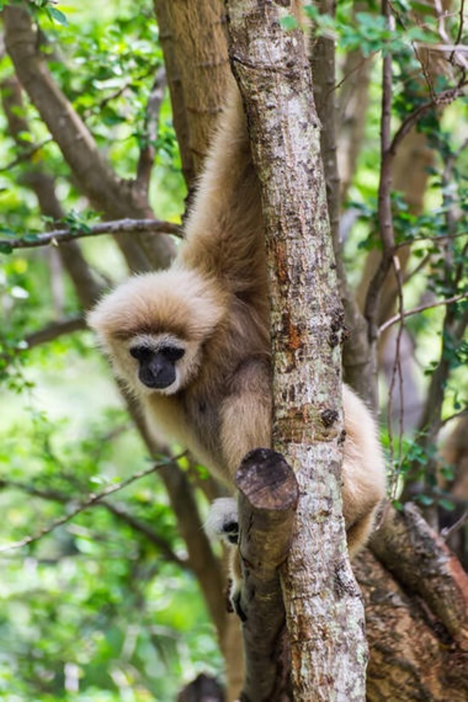RS-Hainan-black-crested-gibbon-shutterstock_194212865.jpeg