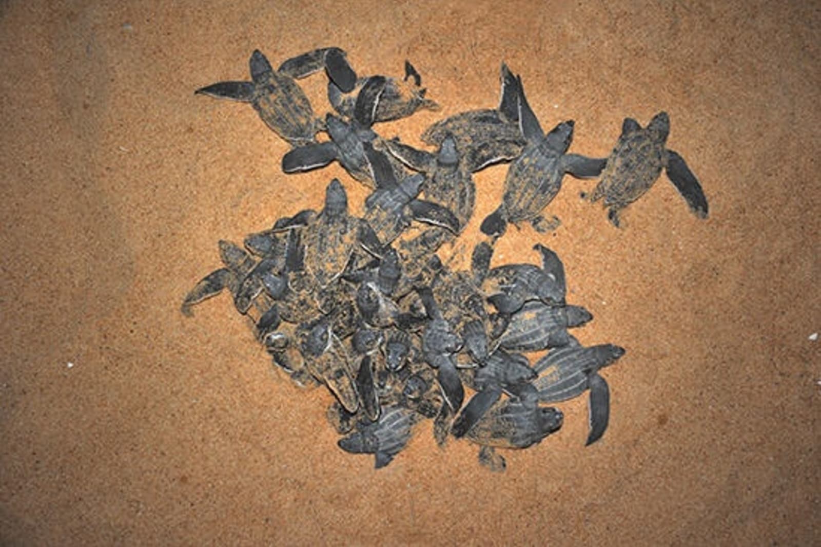 RS-Hatching-leatherback-turtles-shutterstock_77167057.jpeg