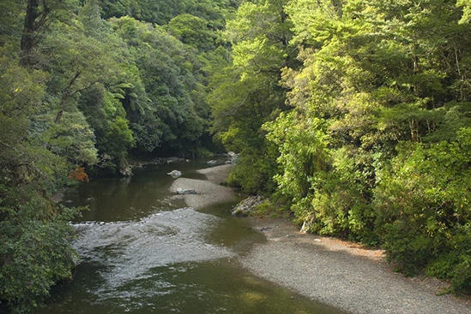 RS-Kaitoke-Regional-Park-NZ-shutterstock_166229756.jpg