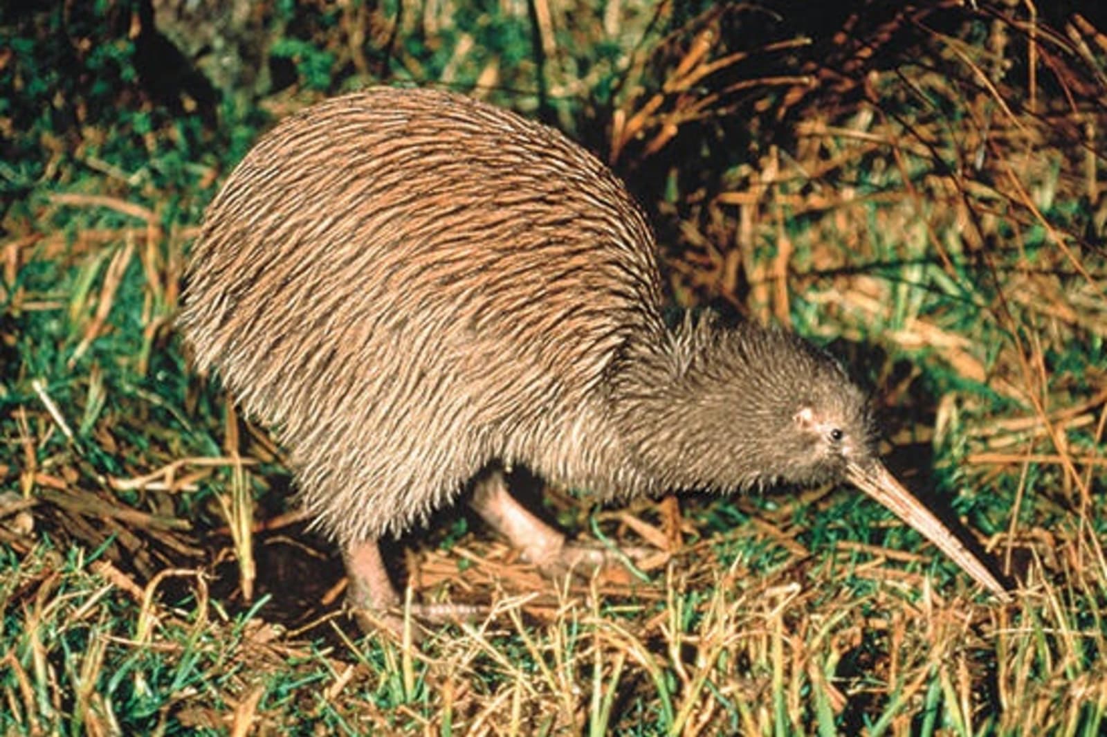 RS-Kiwi.jpg