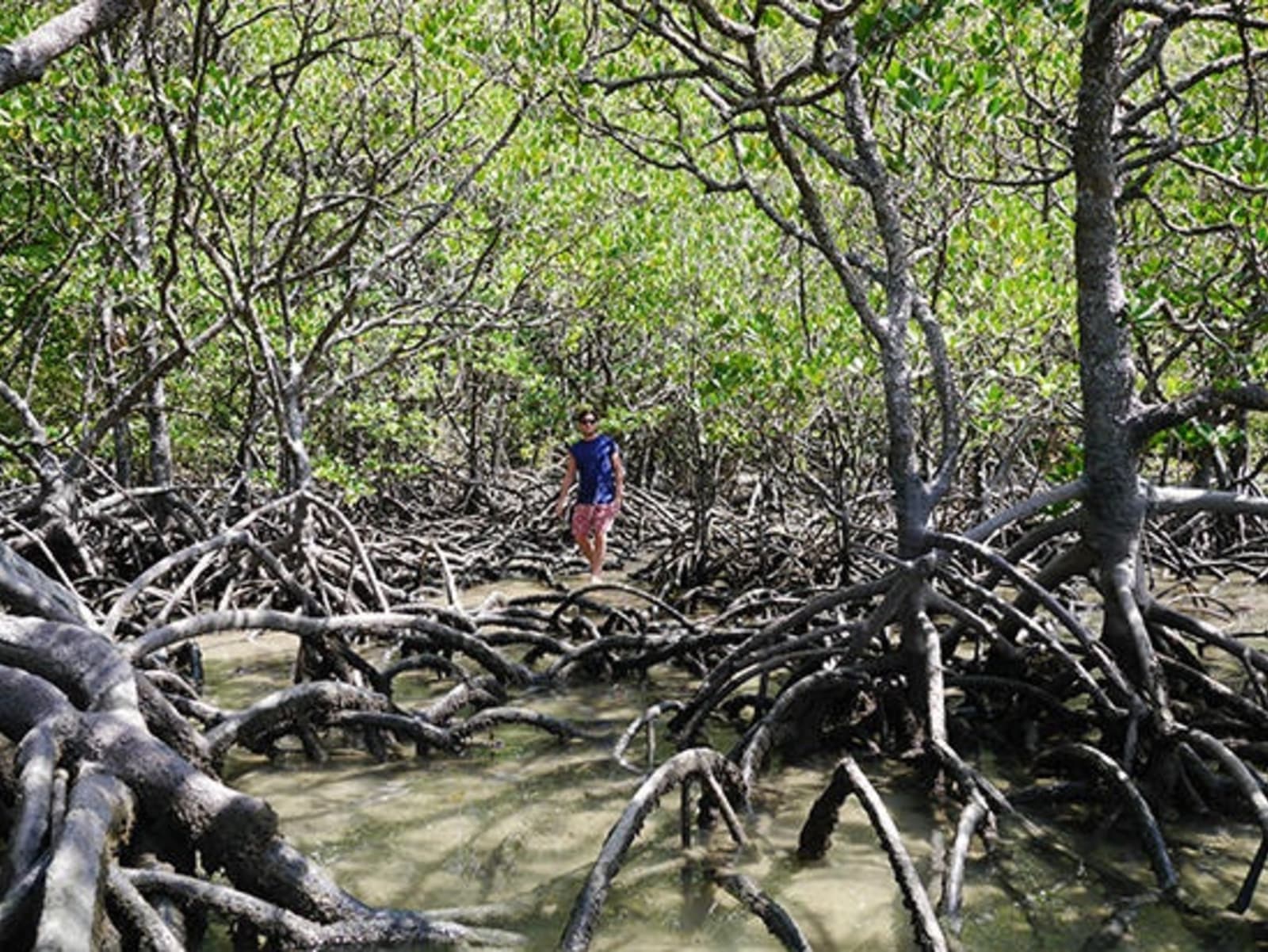 RS-Mangroves-at-Cape-Trib.jpg