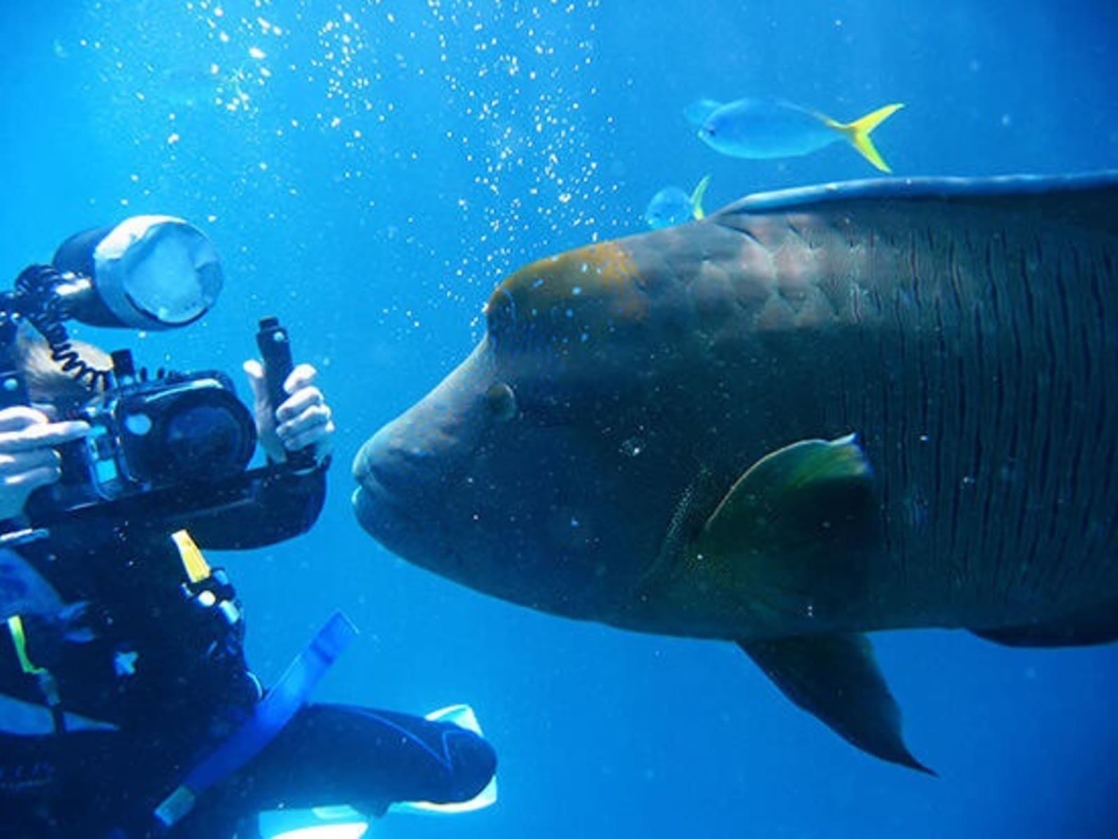 RS-Maori-wrasse-Barrier-Reef-Diving2.jpg