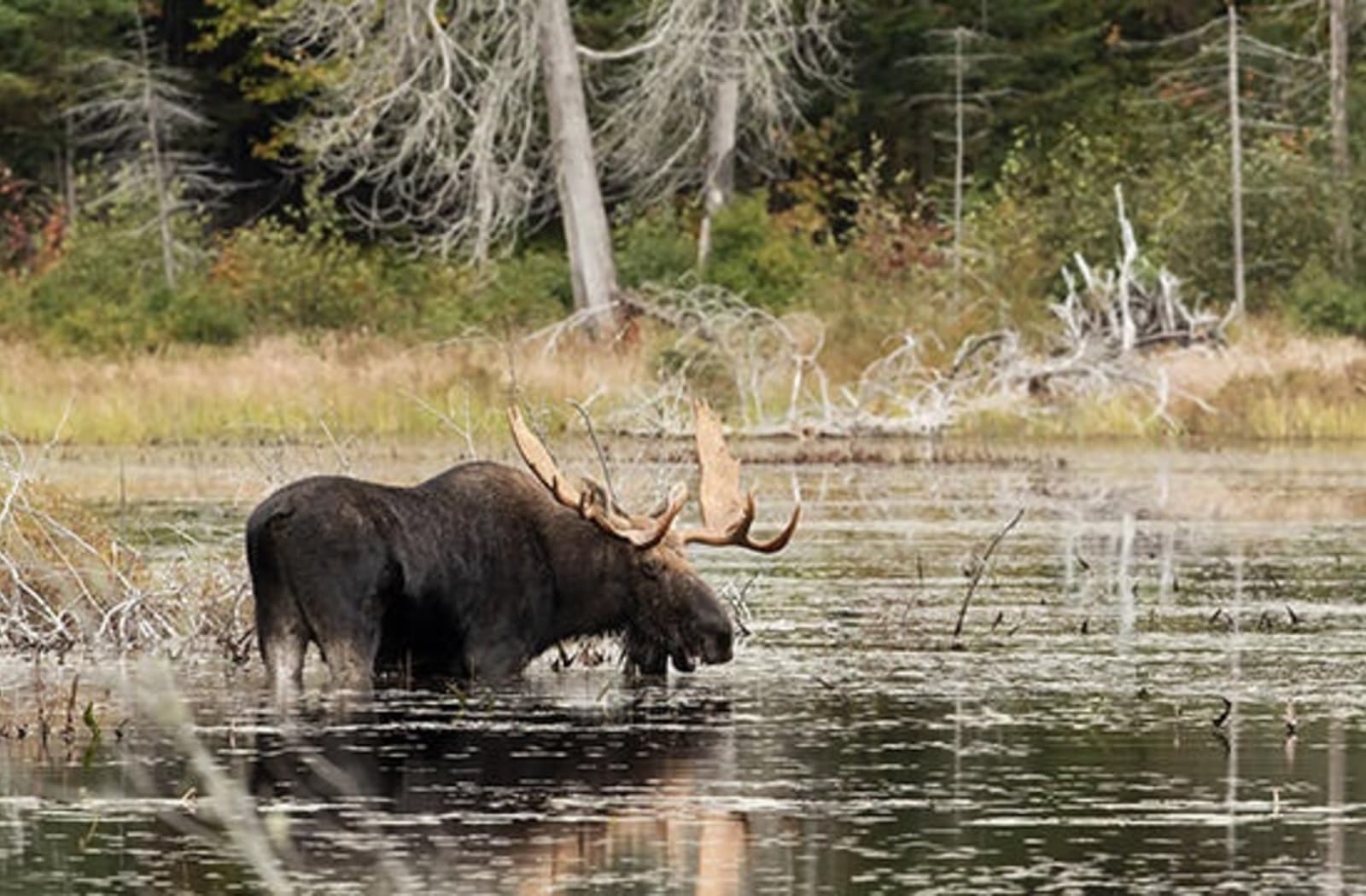 RS-Moose-Algonquin-shutterstock_453285805.jpg