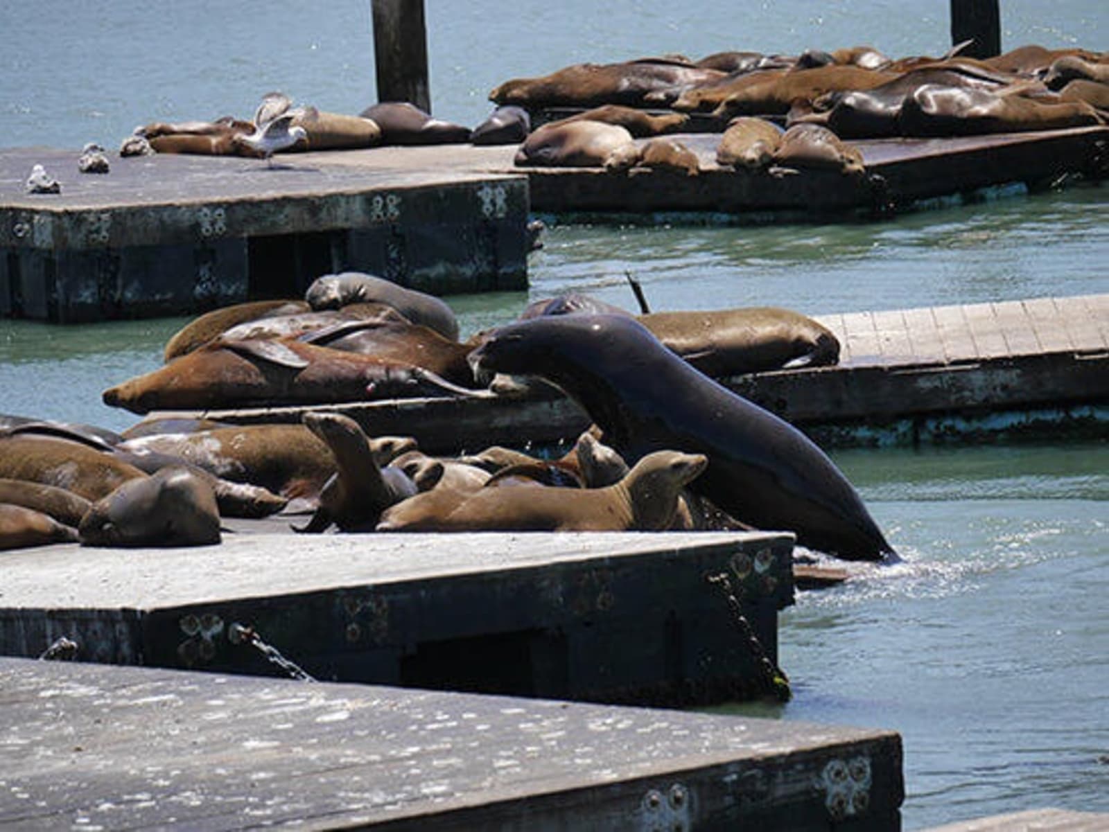 RS-Pier-39-sea-lions.jpg