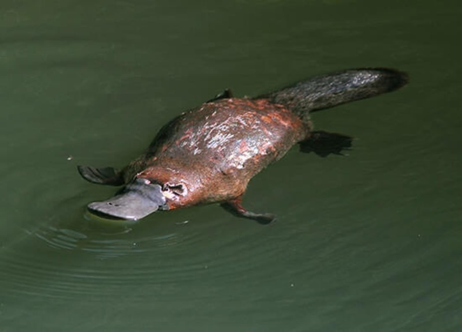 RS-Platypus-shutterstock_109281905.jpg