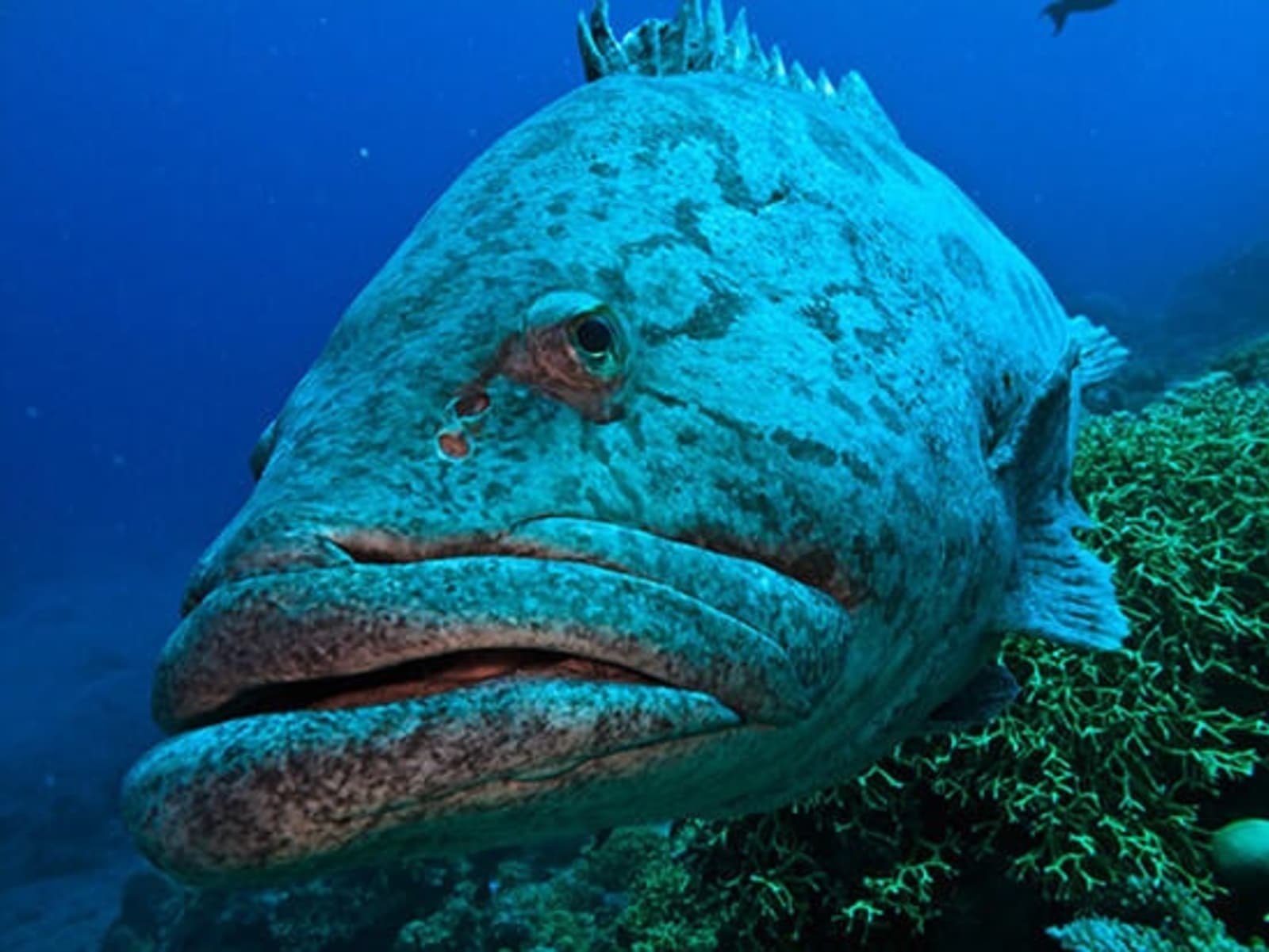 RS-Potato-cod-shutterstock_41937406.jpg