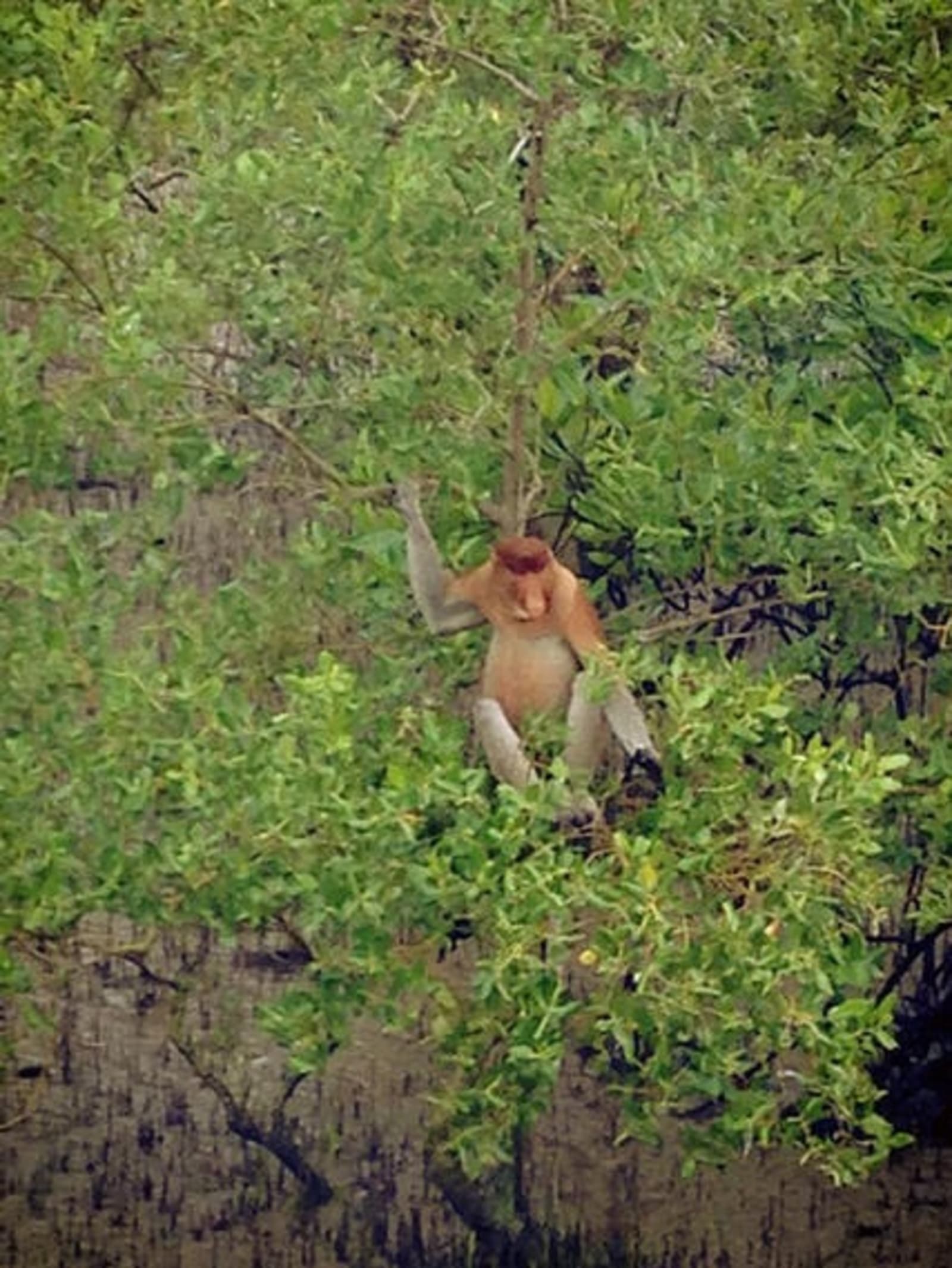 RS-Proboscis-Monkey.jpg