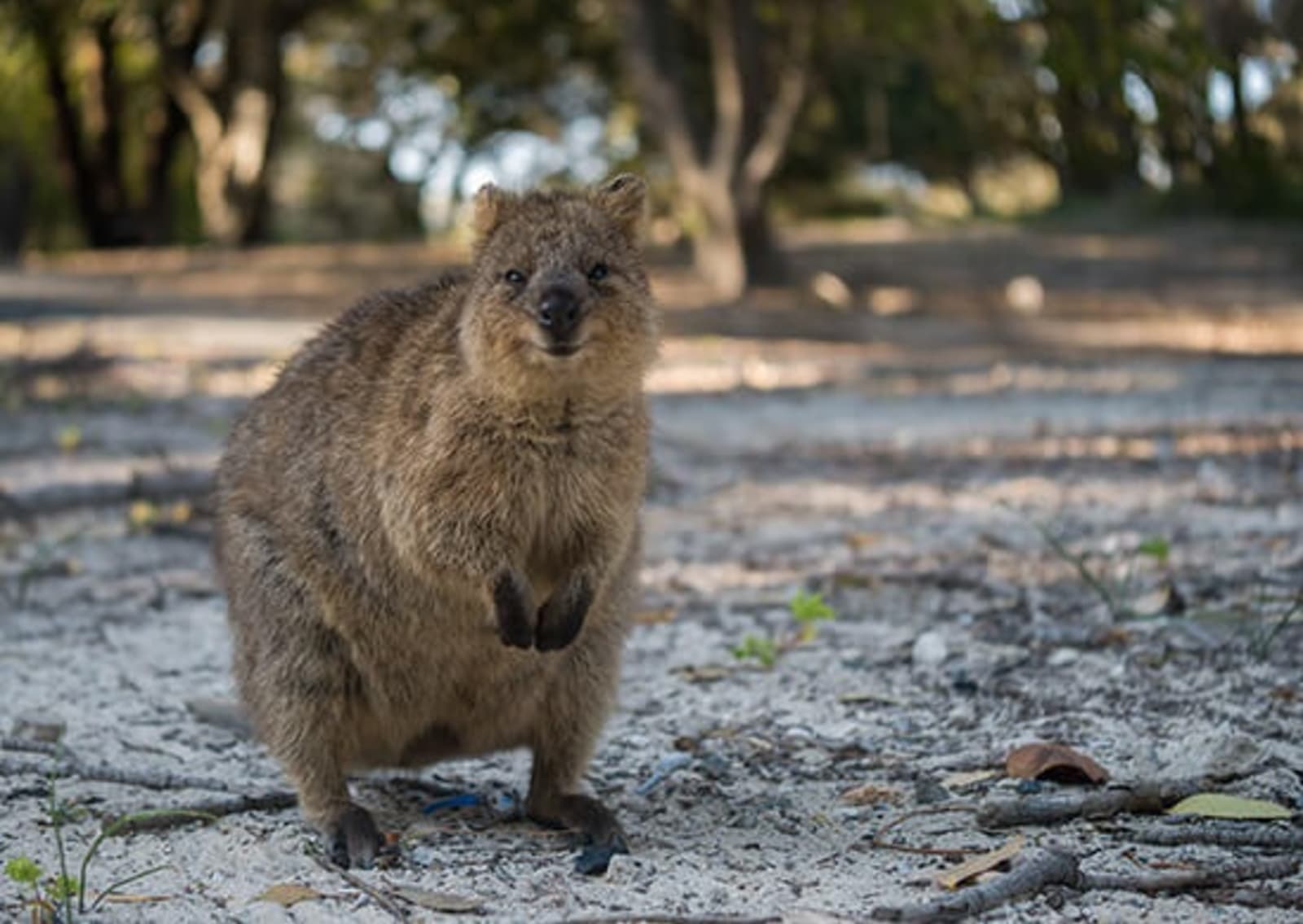 RS-Quokka-on-Rottnest-shutterstock_508277311.jpg