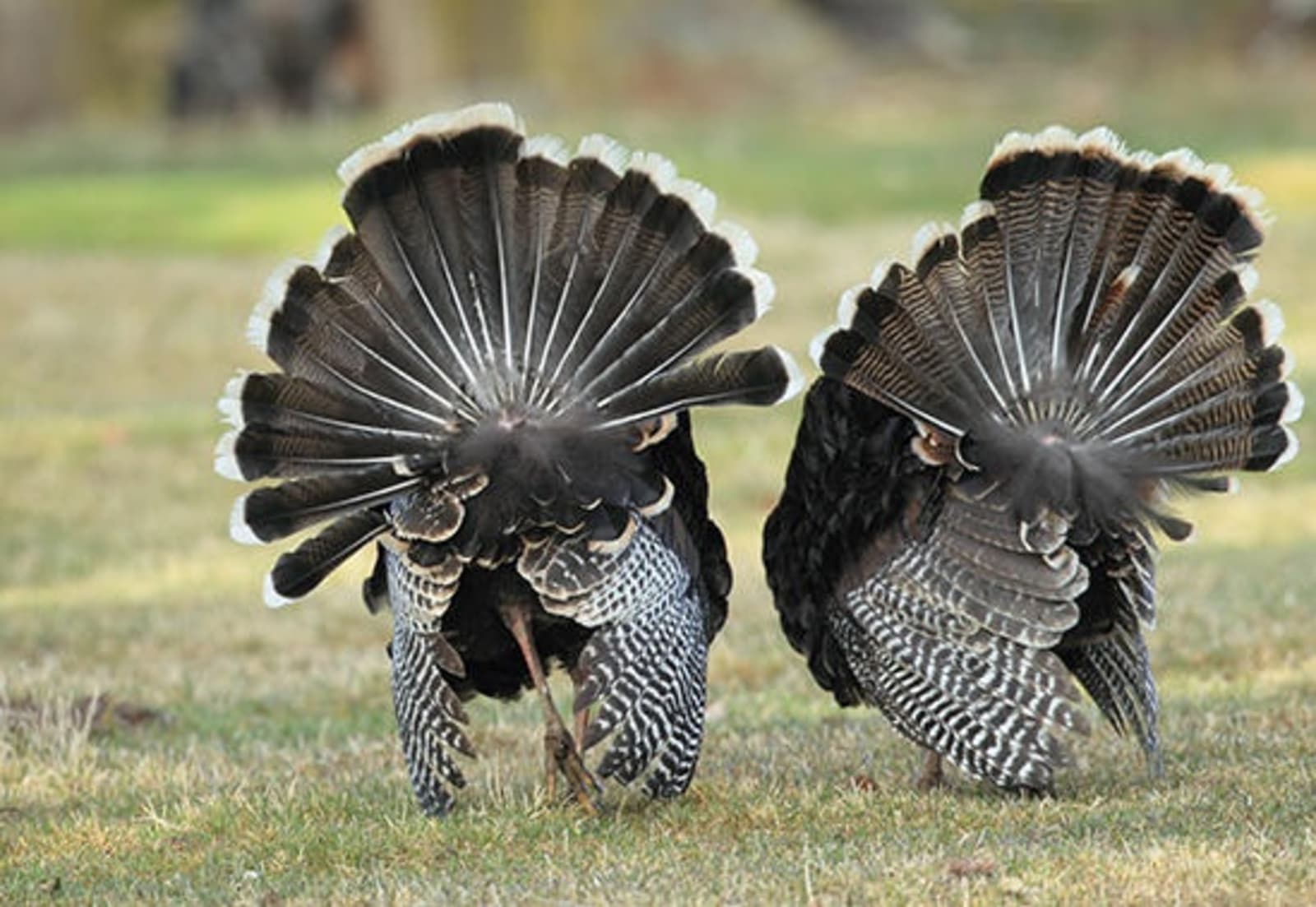 RS-Turkeys-in-Washington-shutterstock_240697225.jpeg
