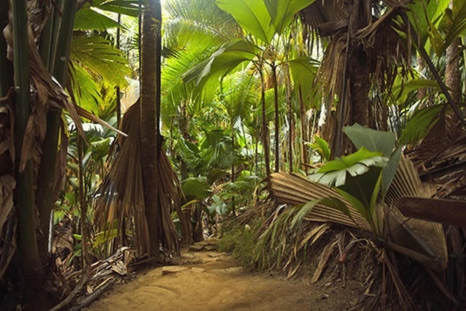 RS-Vallee-de-Mai-Praslin.jpeg