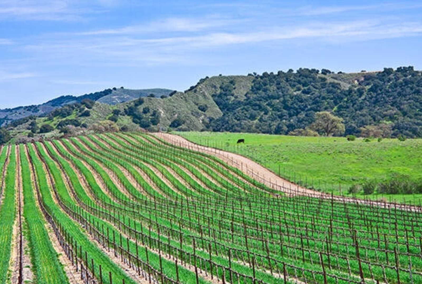 RS-Vineyard-near-Santa-Barbara-shutterstock_28249954-1.jpg