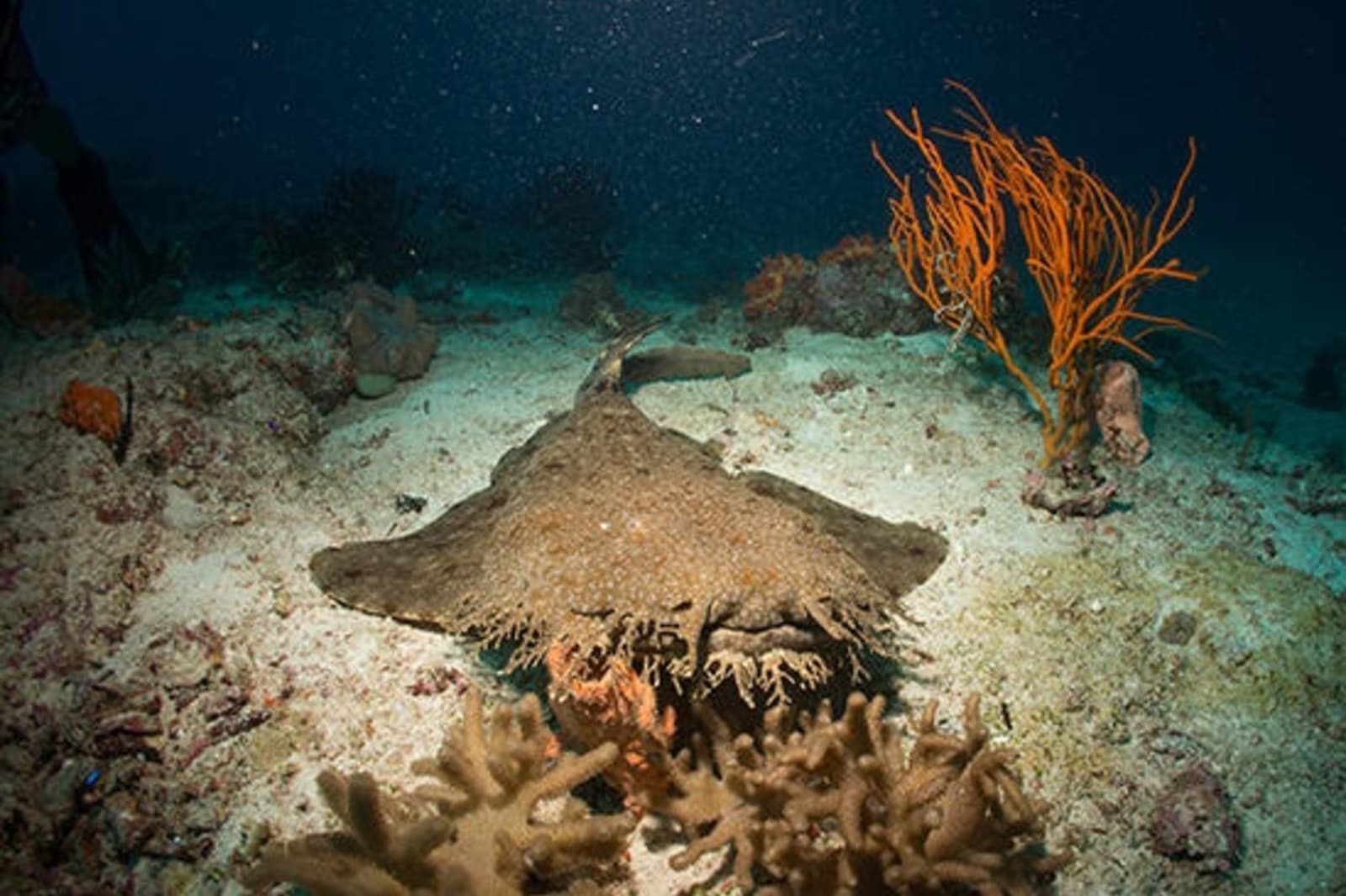 RS-Wobbegong-Sharks-mooloolaba-shutterstock_266248952.jpeg