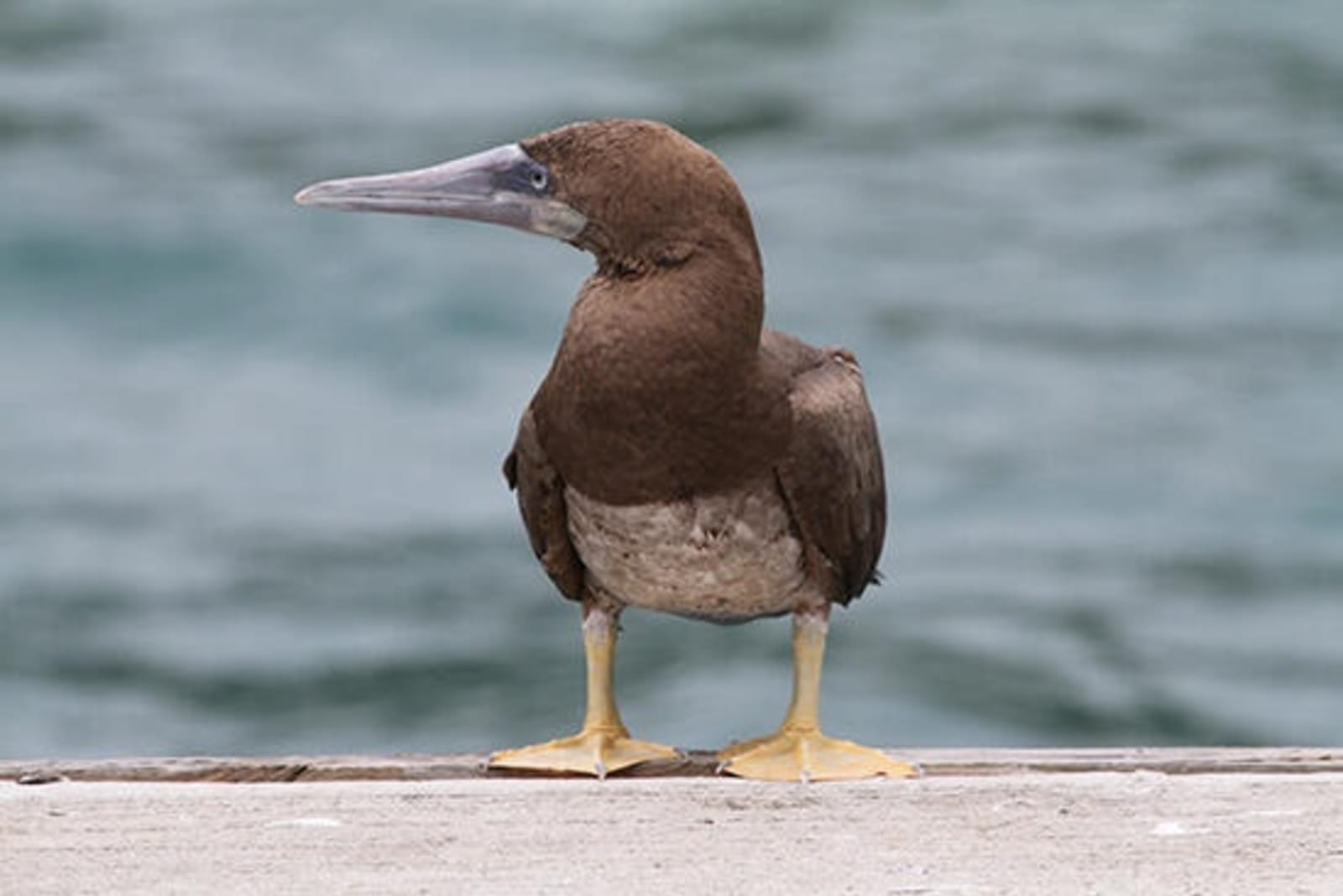 RS-brown-booby-shutterstock_88181047.jpeg