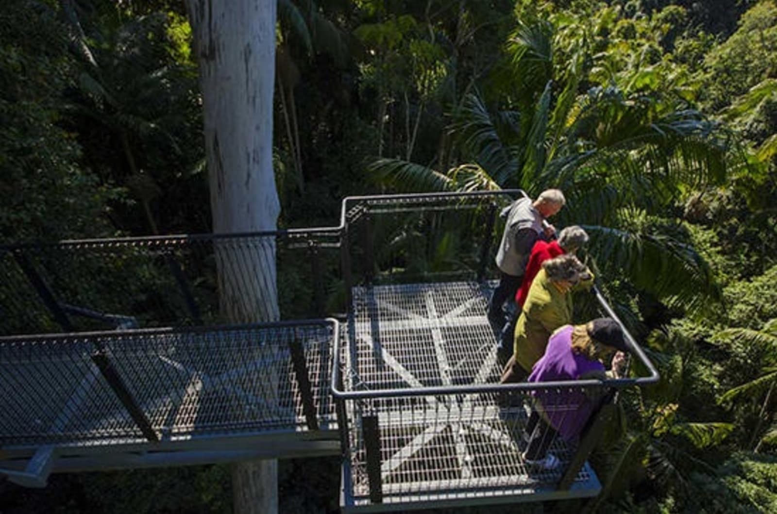 RS-credit-Tamborine-Rainforest-Skywalk.jpg