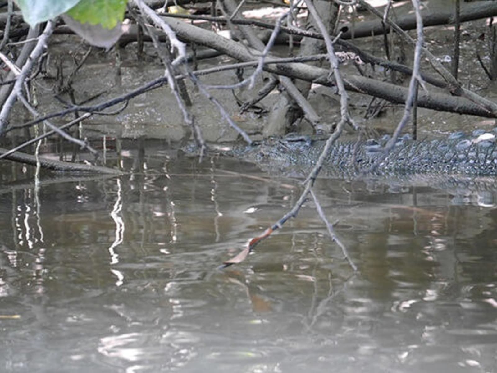 RS-croc-at-Daintree-River-P1150849.jpg