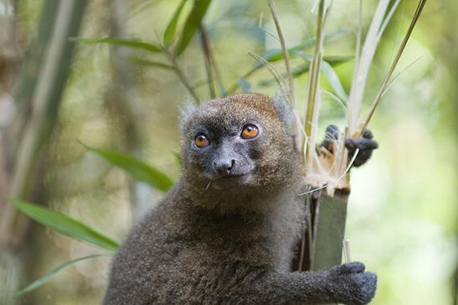 RS-greater-bamboo-lemur-shutterstock_14273632.jpeg