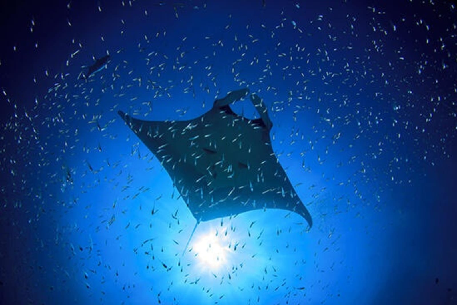 RS-manta-ray-shutterstock_259030610.jpeg