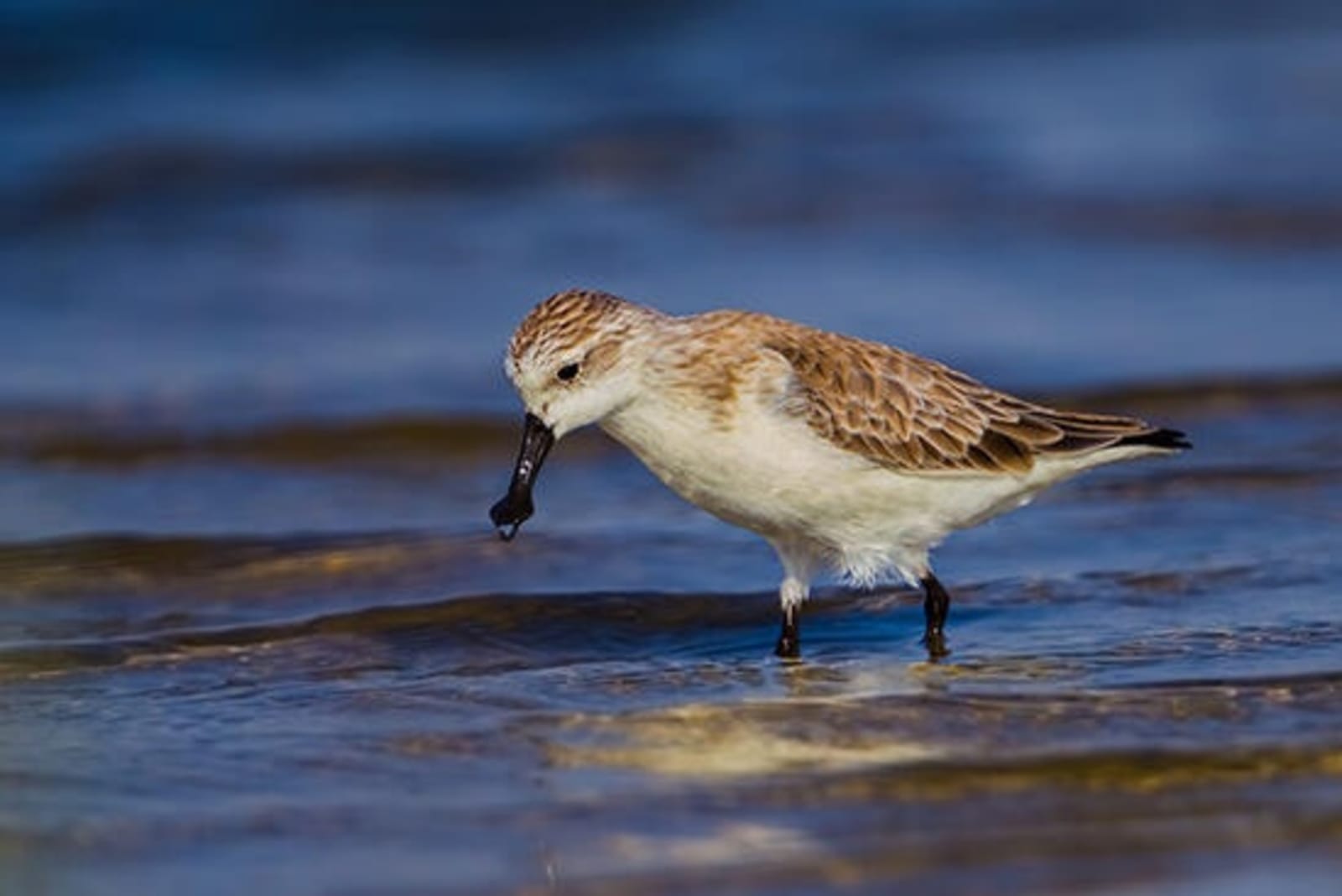 RS-spoon-billed-sandpiper-shutterstock_350440538.jpeg