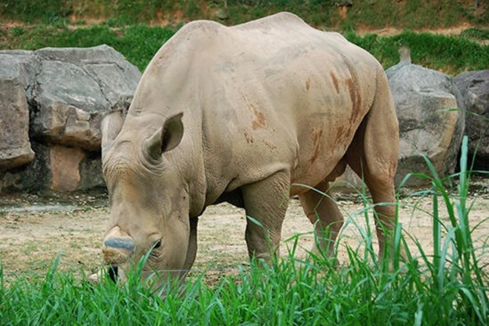 RS-sumatran-rhino-shutterstock_1259291.jpeg