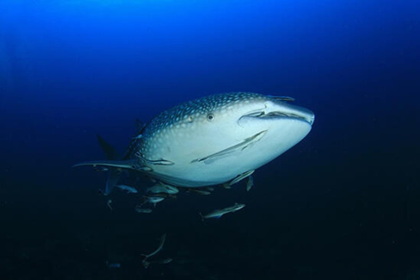 RS-whale-shark-shutterstock_276586736.jpeg
