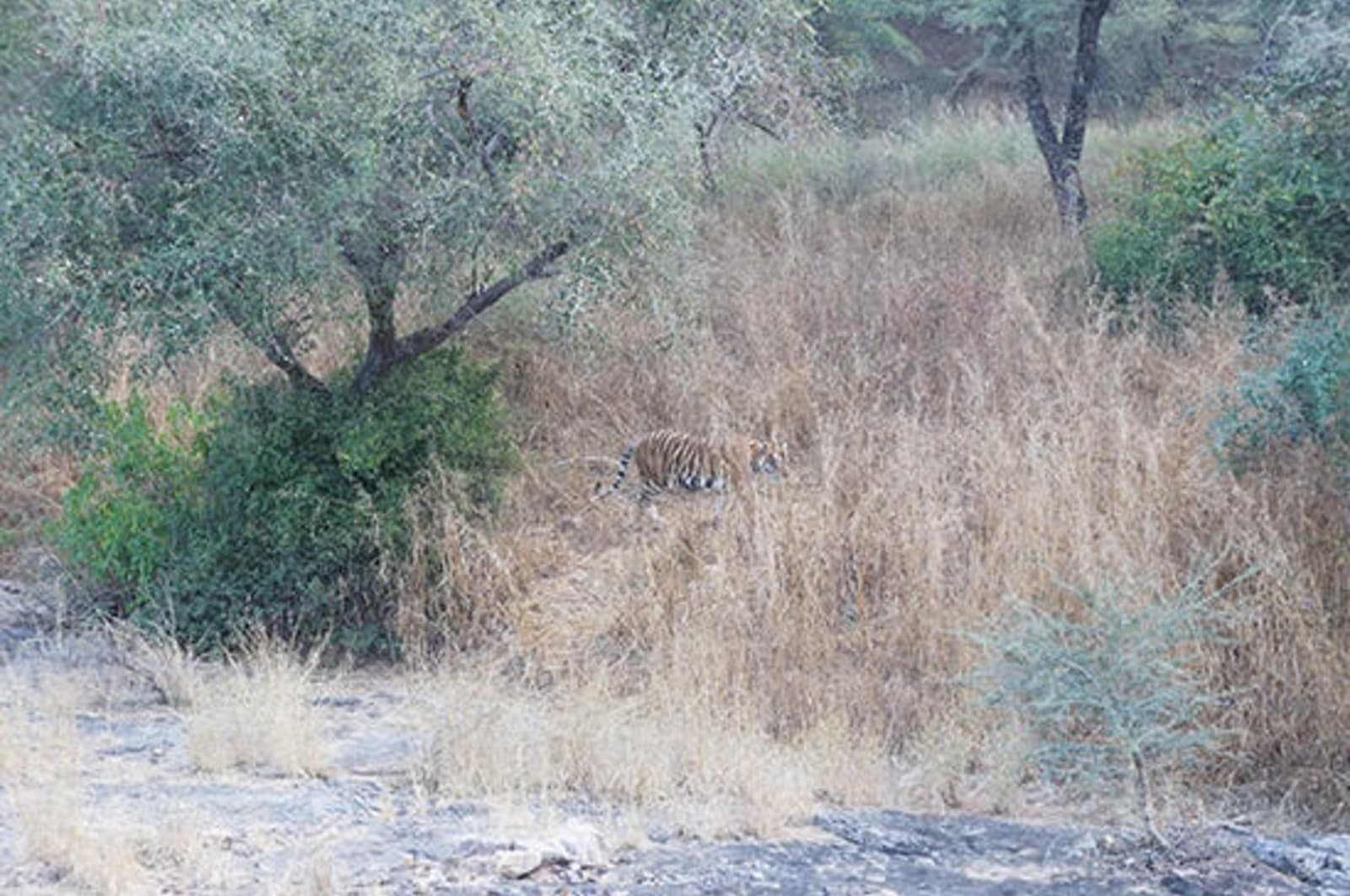 Tiger-in-Ranthambore-3.jpg