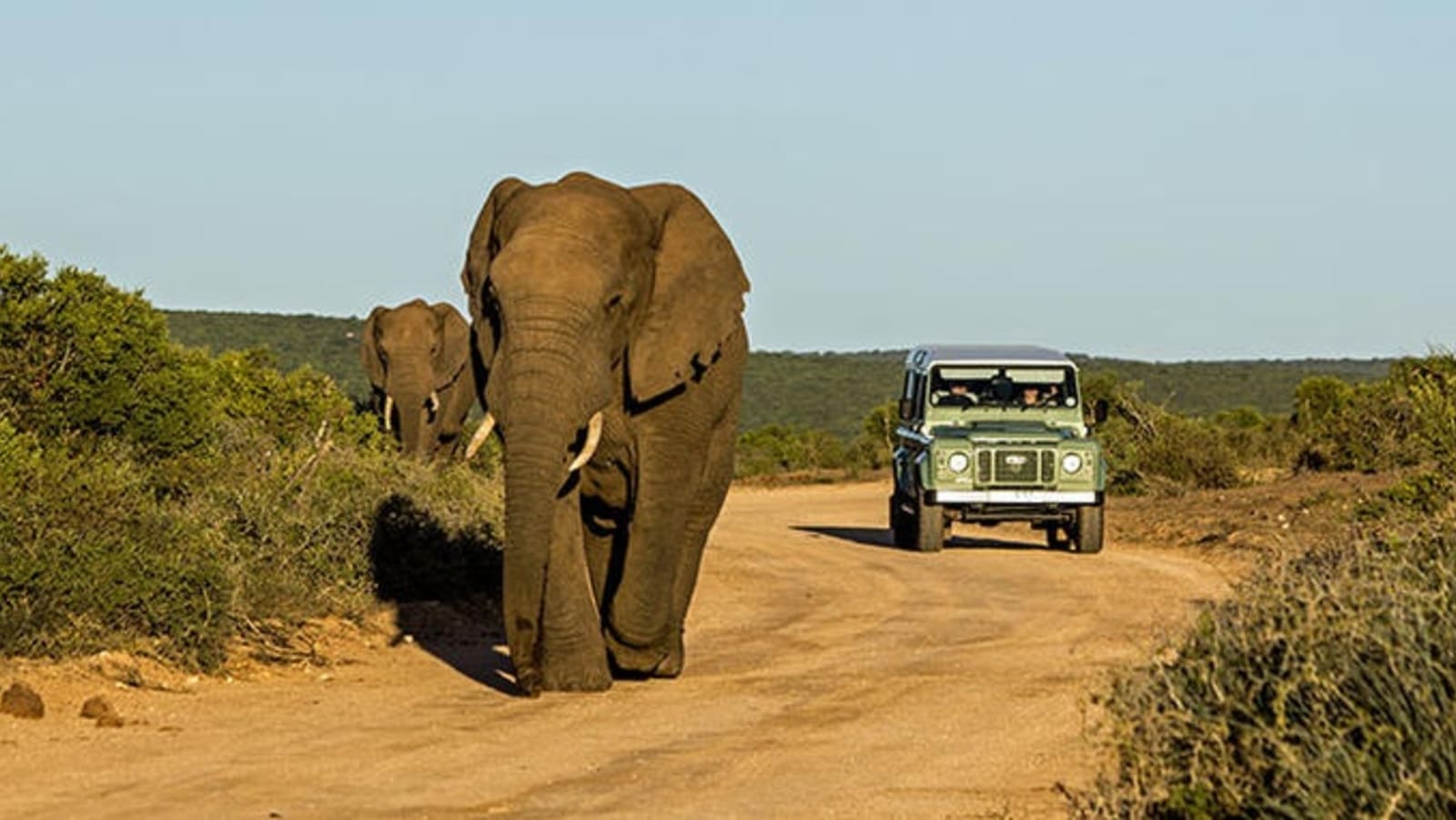 addo-elephant-park.jpg