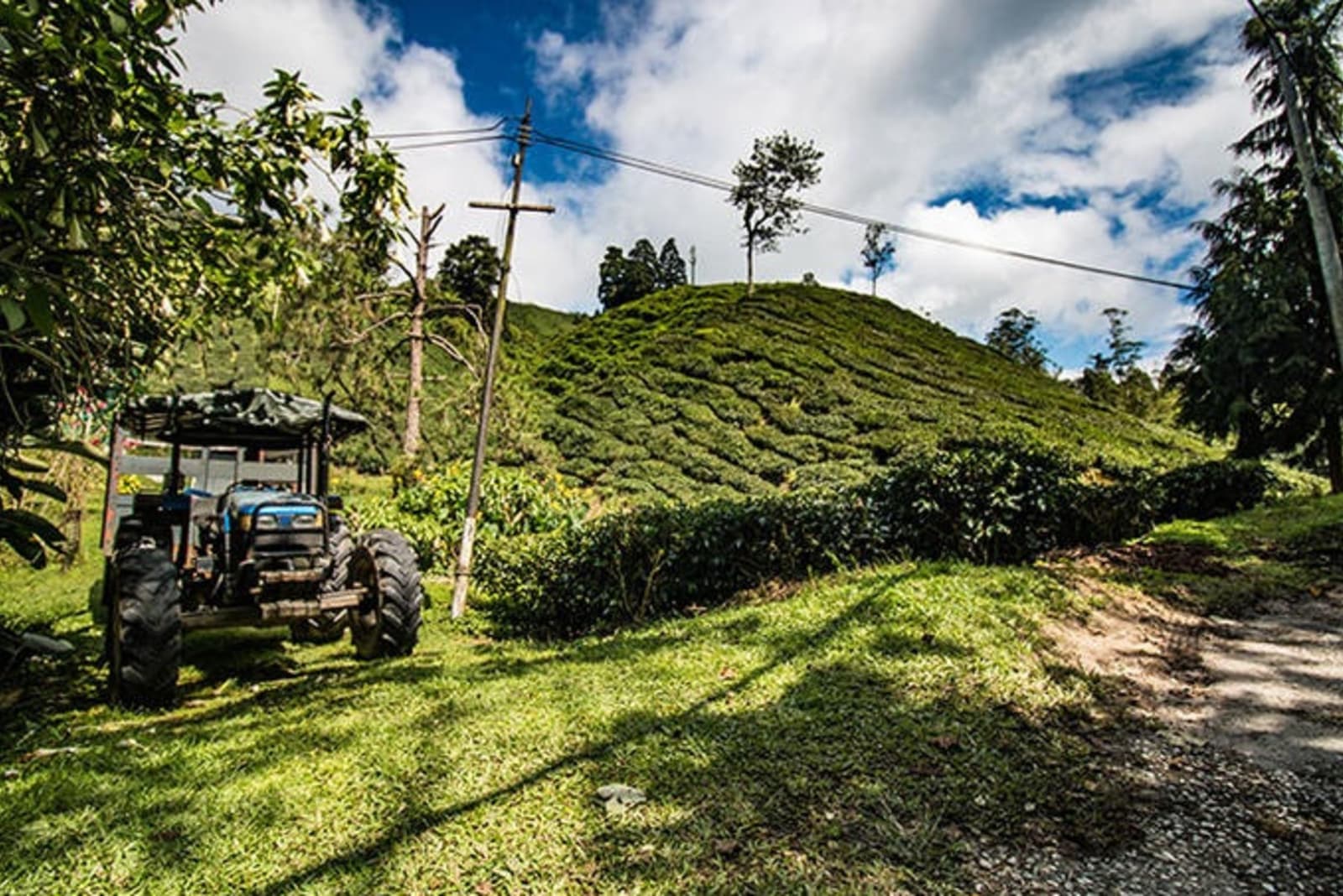 boh-tea-plantation-richard-collett.jpg