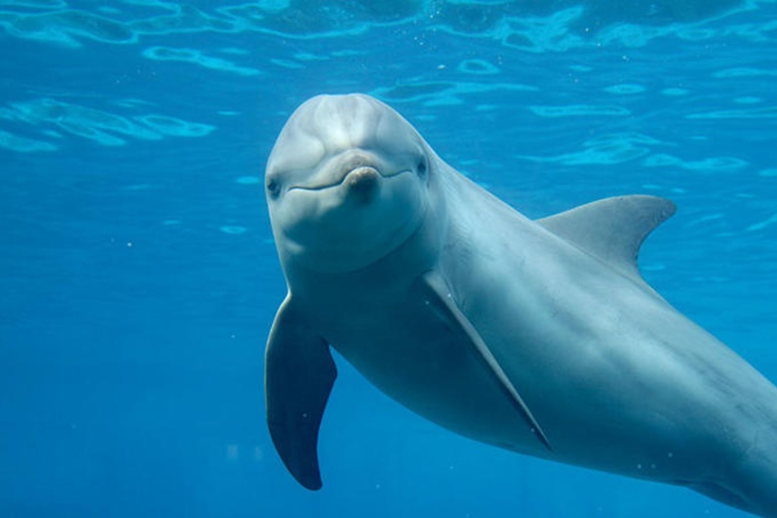 bottlenose-dolphin.jpg