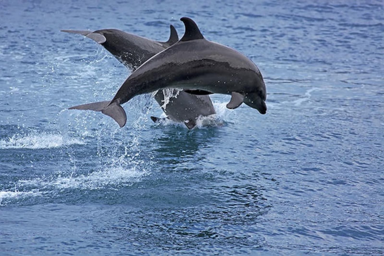 bottlenose-dolphins-in-palawan-philippines.jpg