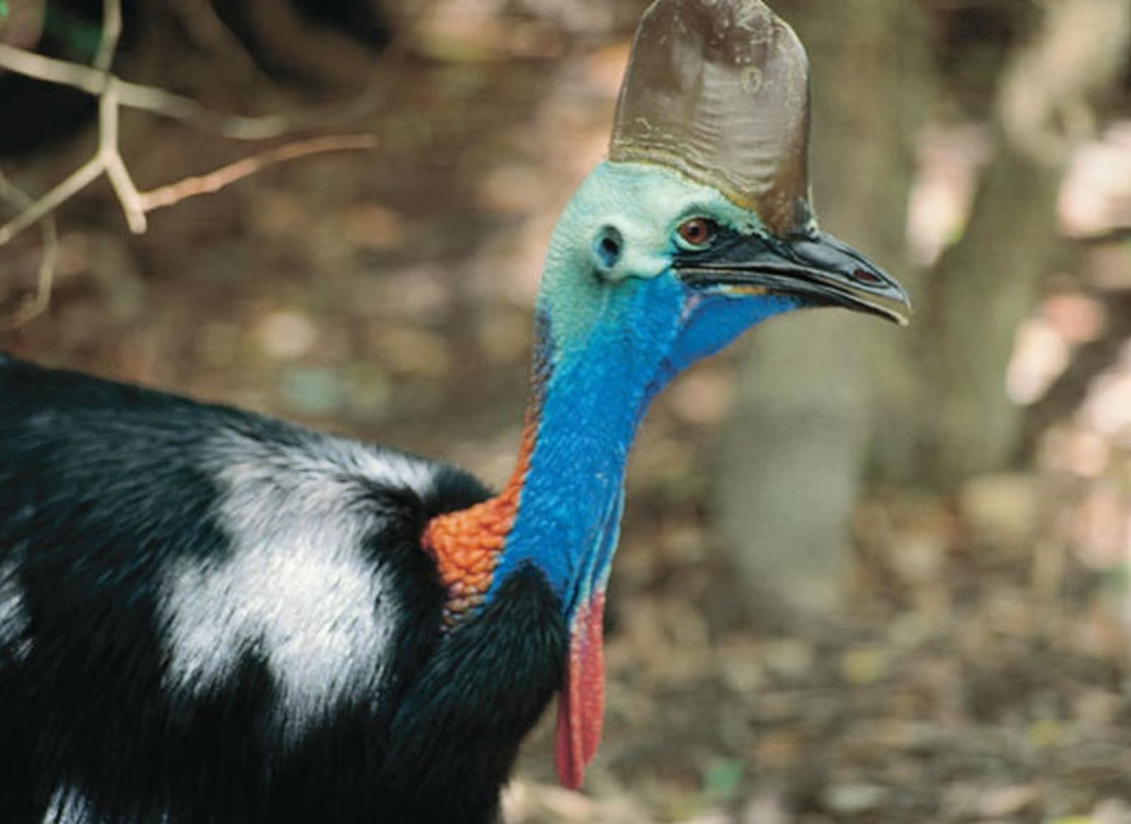 cassowary-rachel-lay.jpg