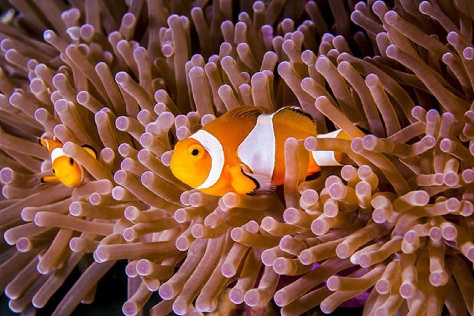 clown-fish-ps.jpg